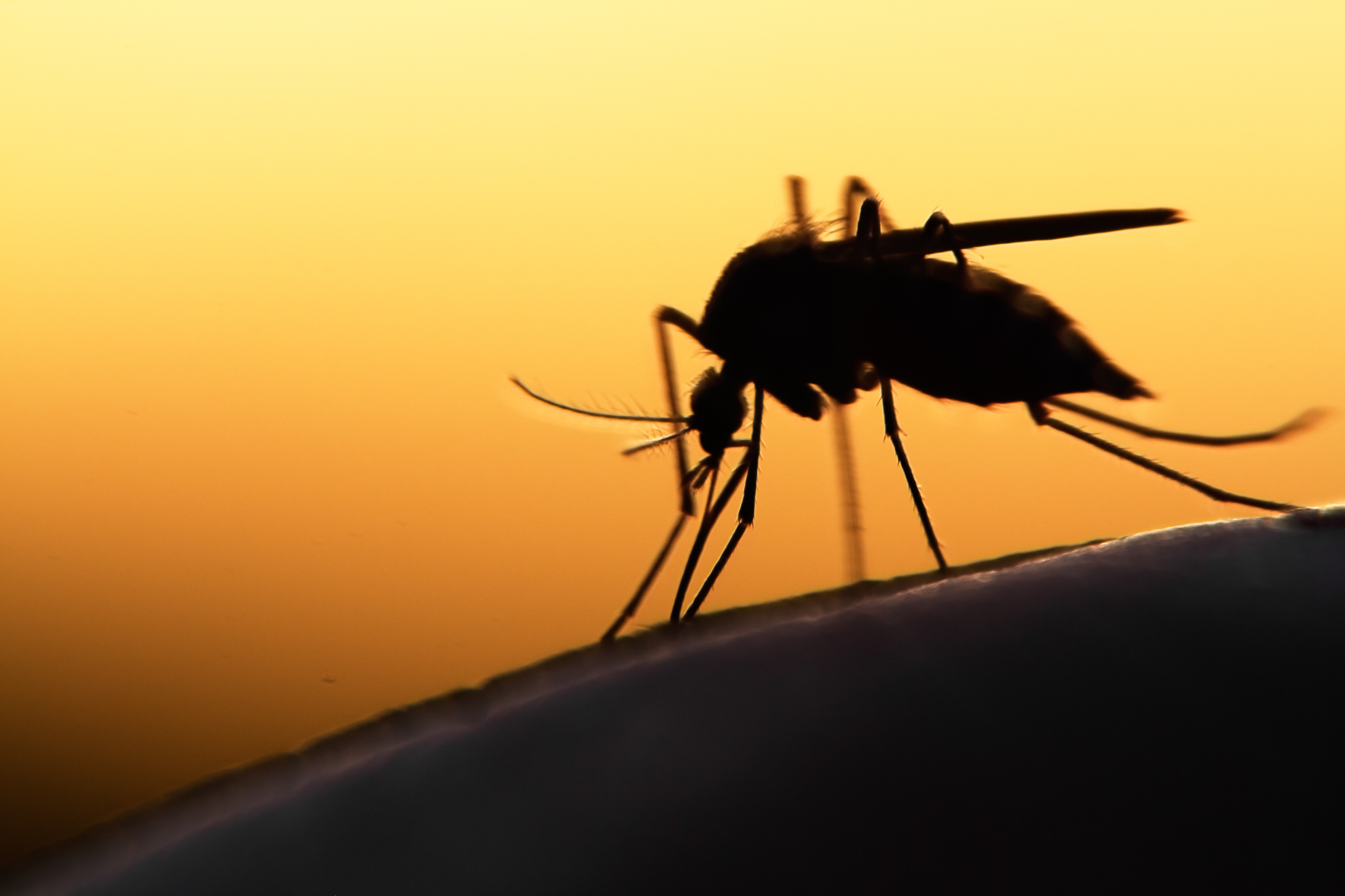 Mosquito - The Center of Biological Risks